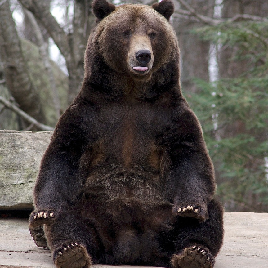 Chonky bear with brown and black fur sitting upright on ground, with their tongue sticking out a little bit.
