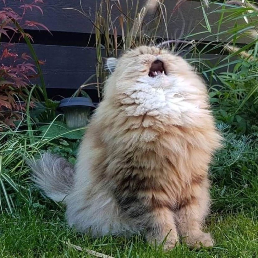 Chonky cat sitting outside in grass, looking up and howling.