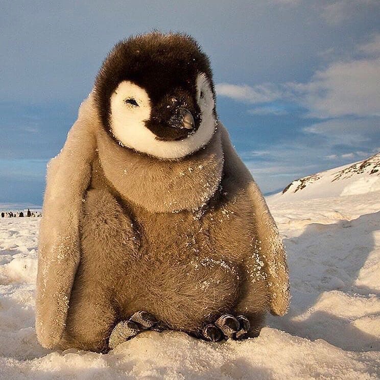 Chonky baby penuin sitting in snow and smiling.