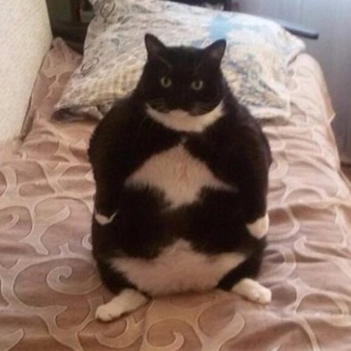 Chonky black and white cat sitting upright in bed and looking straight into camera