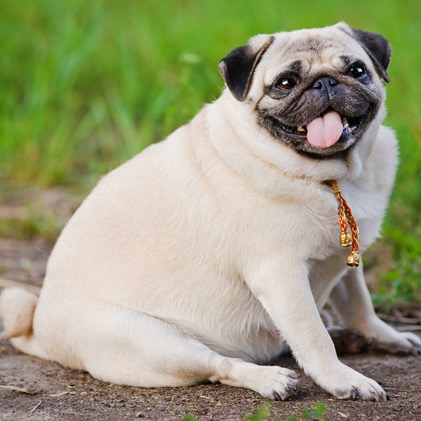 Chonky little pug sitting outside with a big smile on their face and tongue hanging out.