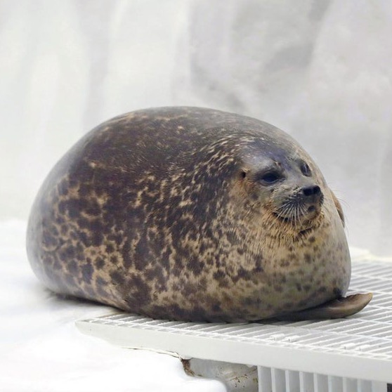 Chonky seal sitting on a grate all squished up into a ball.