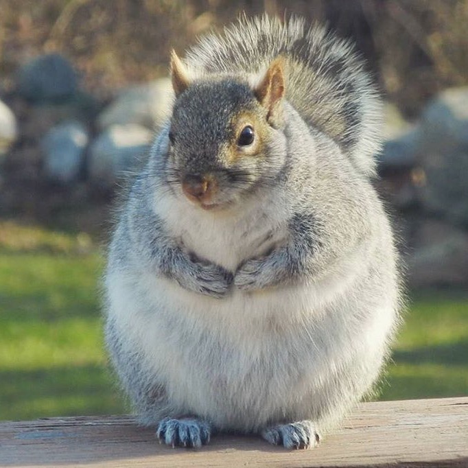 Chonky squirrel sitting on a piece of wood with paws clasped in front of their round little body.