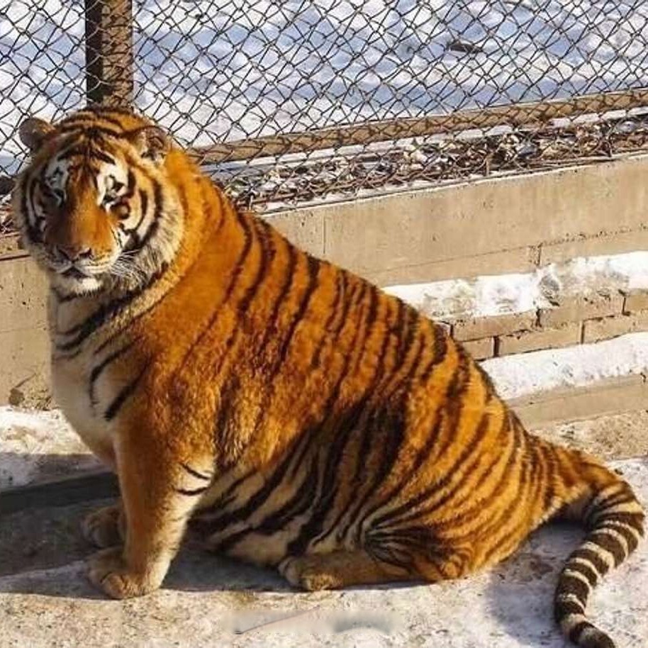 Side profile of a chonky tiger sitting in an enclosure.