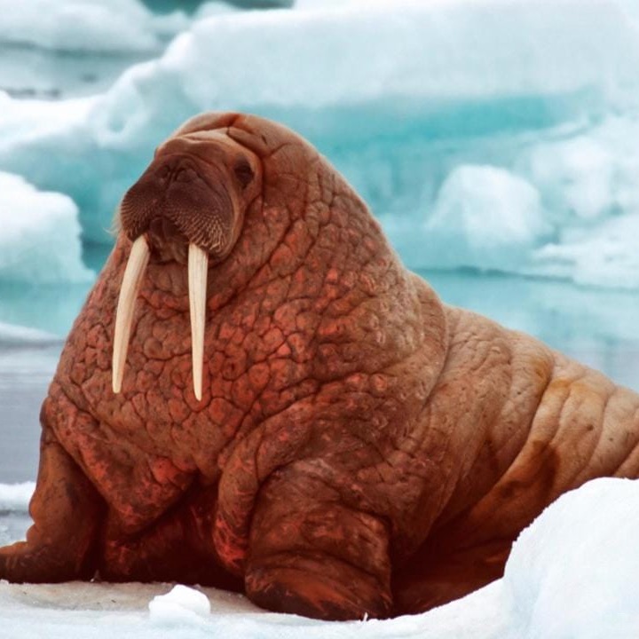 Absolute unit of a walrus sitting on an ice floe looking majestic.